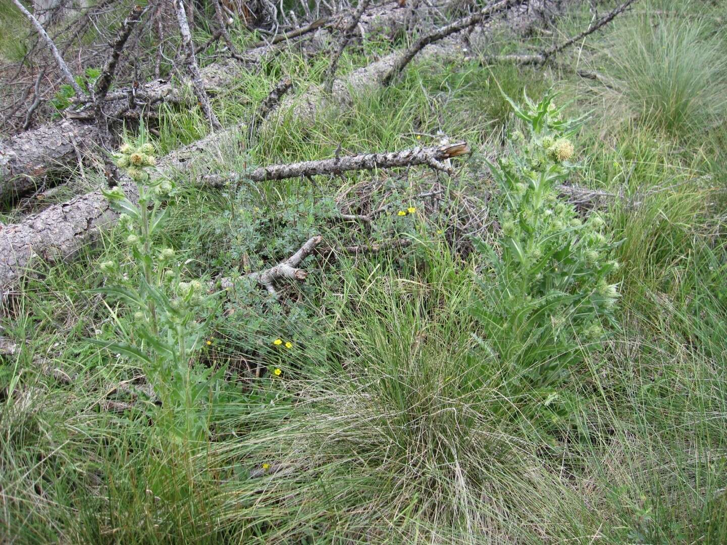 Image of Parry's thistle