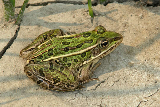 Image of Northern Leopard Frog