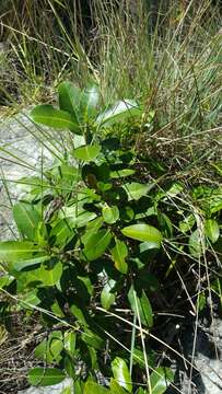 Image of Melicope madagascariensis (Baker) T. G. Hartley