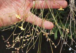 Image of rock flax