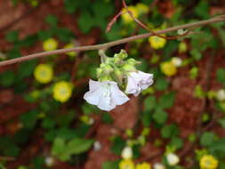 Image of Jacquemontia paniculata (Burm. fil.) Hall. fil.