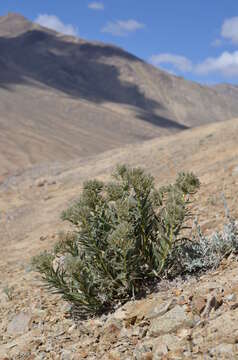 Image of Arnebia euchroma subsp. euchroma