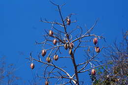 Image of Jacaratia mexicana A. DC.