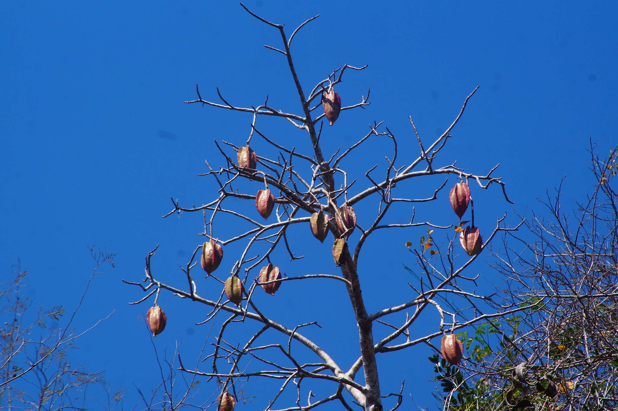 Image of Jacaratia mexicana A. DC.