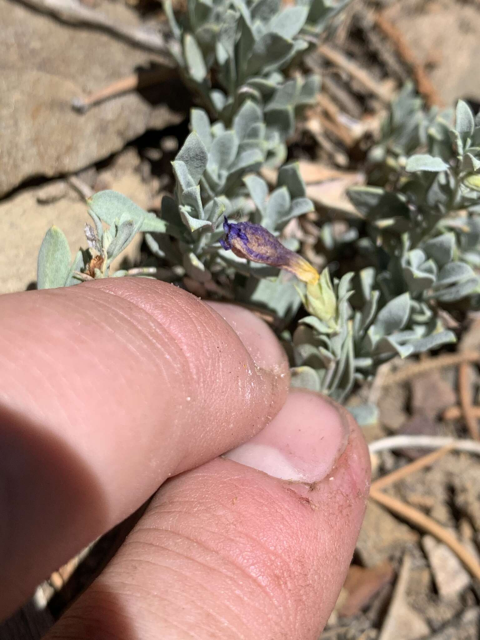 Image of Thompson's beardtongue