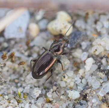 Image of Bembidion (Chlorodium) pygmaeum (Fabricius 1792)