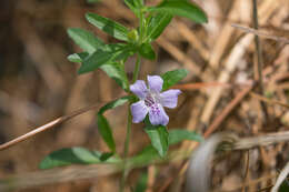 صورة Dyschoriste oblongifolia (Michx.) Kuntze