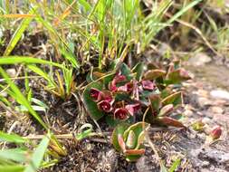 Image of Euphorbia mafingensis (Hargr.) Bruyns