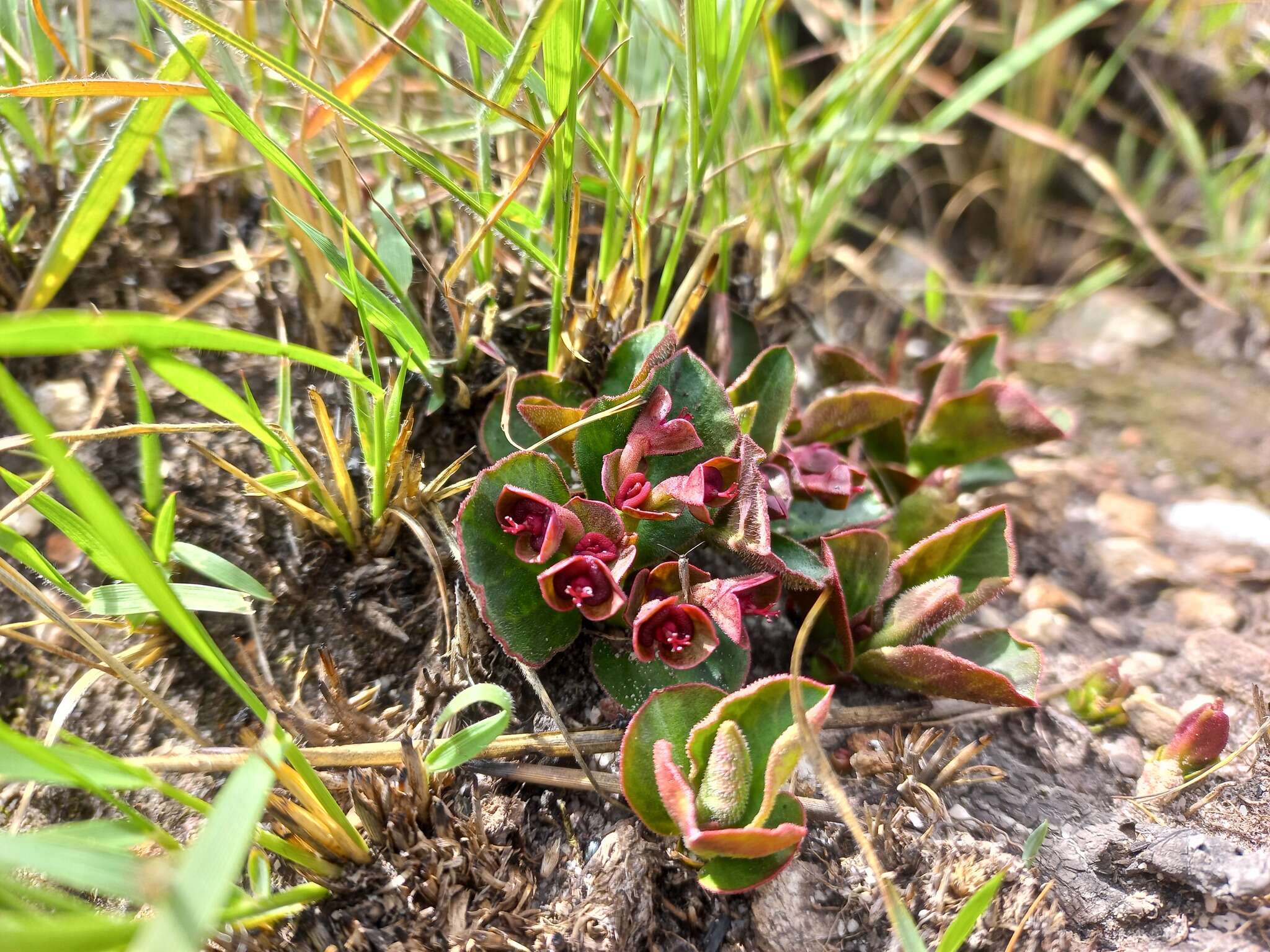 Image of Euphorbia mafingensis (Hargr.) Bruyns