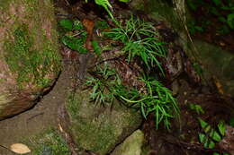 Image of Viola chaerophylloides (Regel) W. Becker