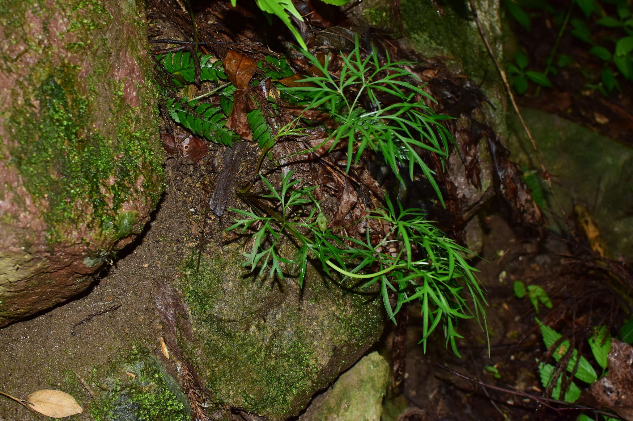 Image of Viola chaerophylloides (Regel) W. Becker