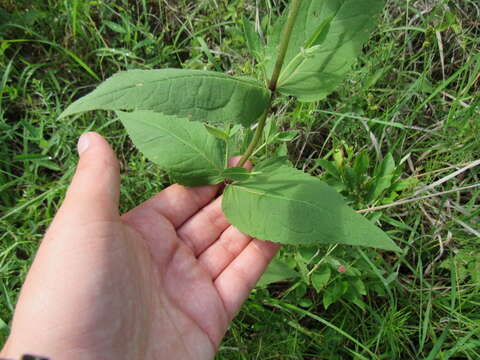 Image of Godfrey's thoroughwort