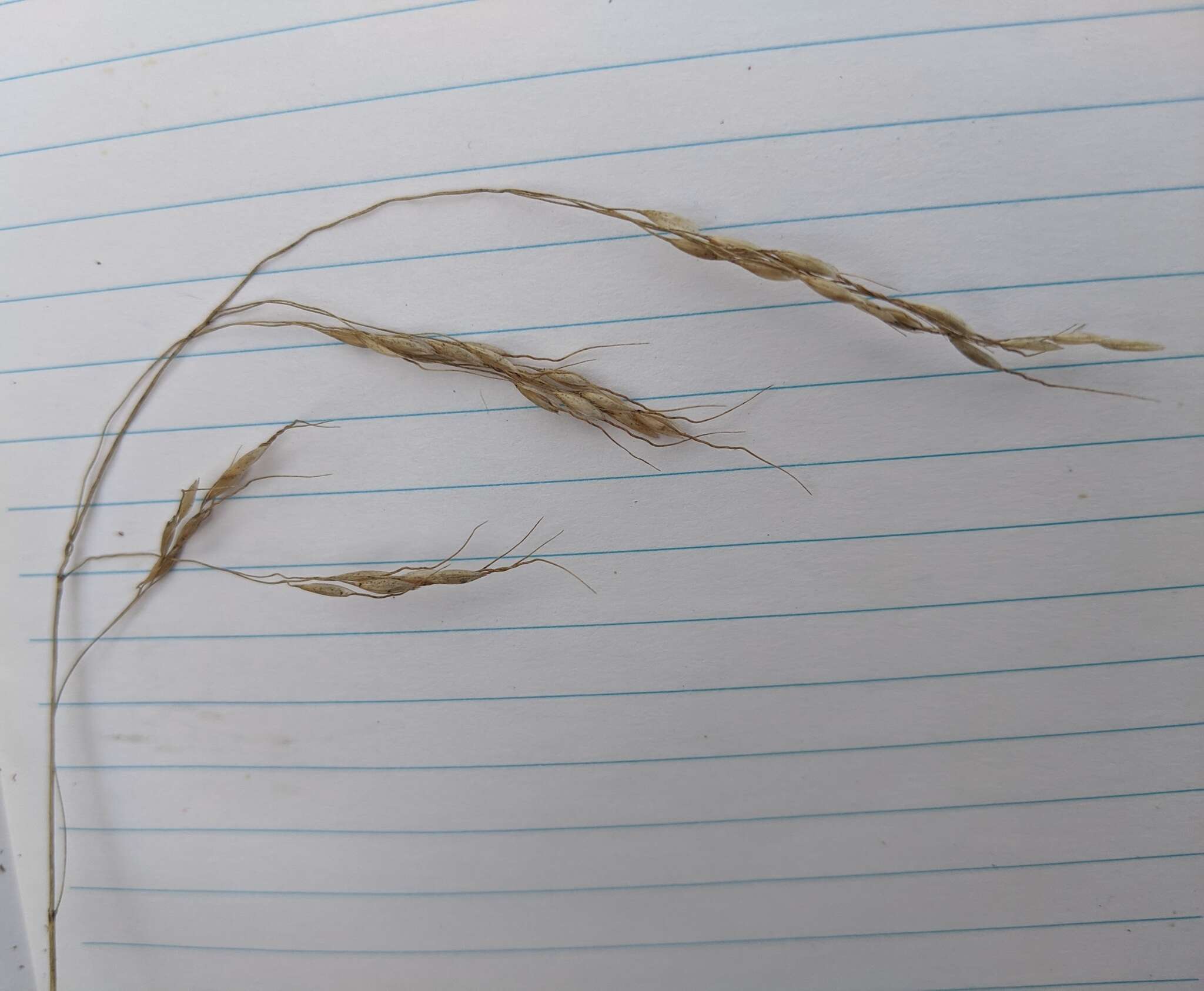 Image of Canadian ricegrass