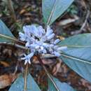 Image of Psychotria poissoniana (Baill.) Guillaumin ex S. Moore