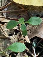 Image of Linnaea borealis var. longiflora Torr.