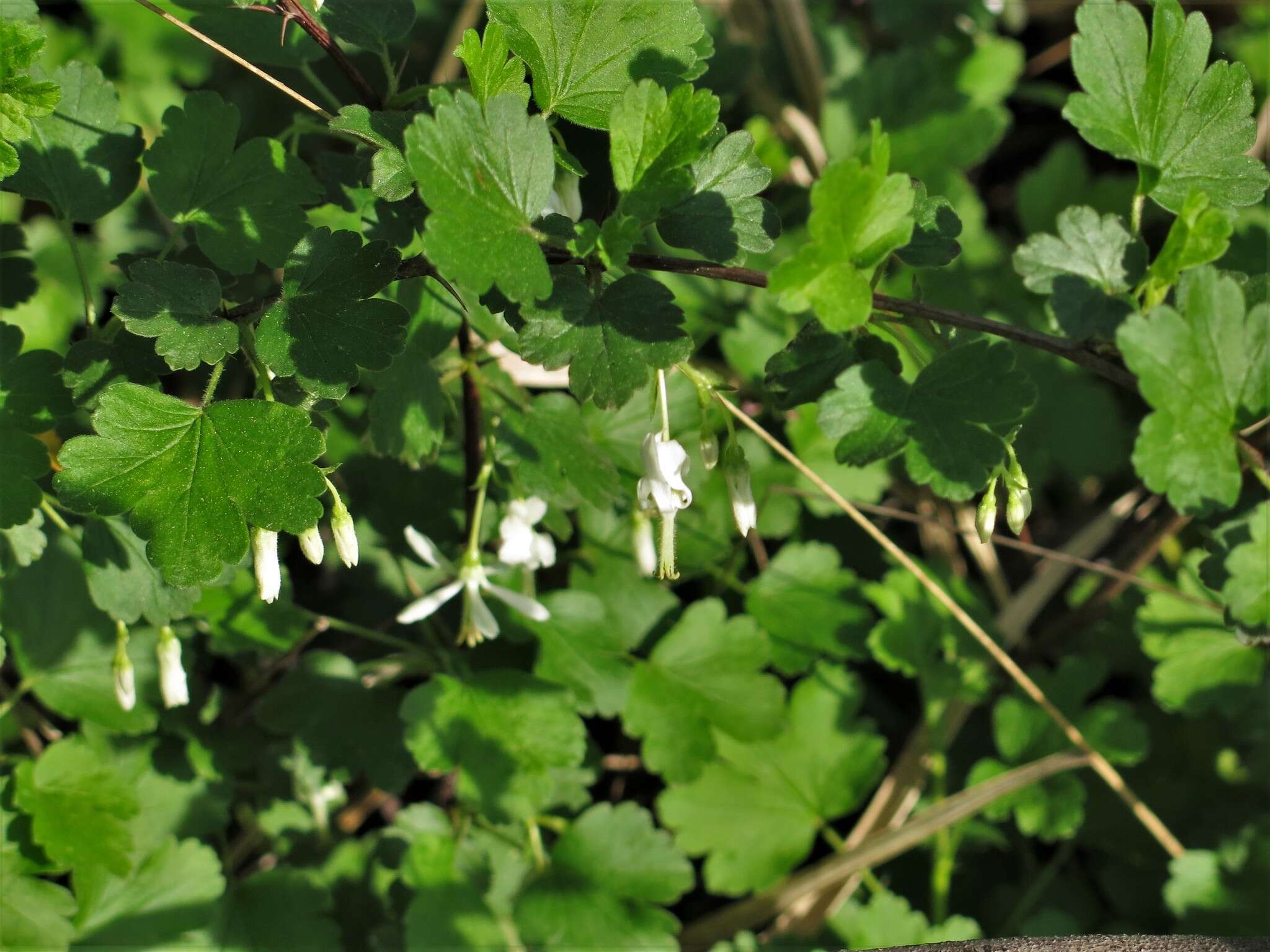 Image of granite gooseberry