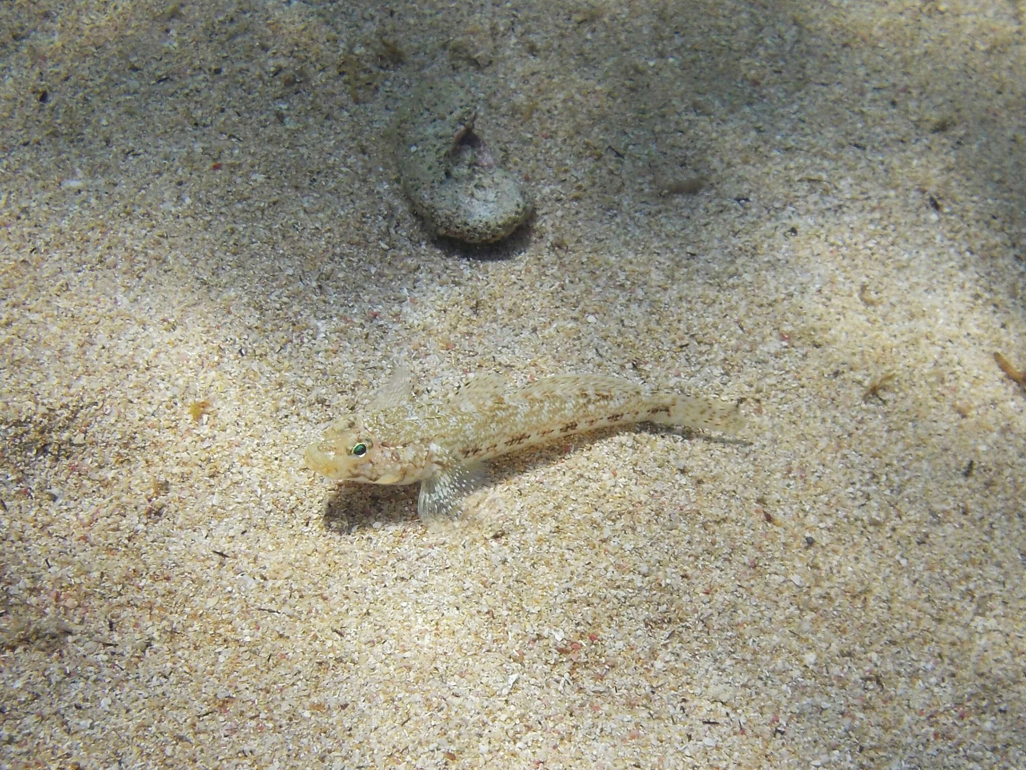 Image of Slender Goby