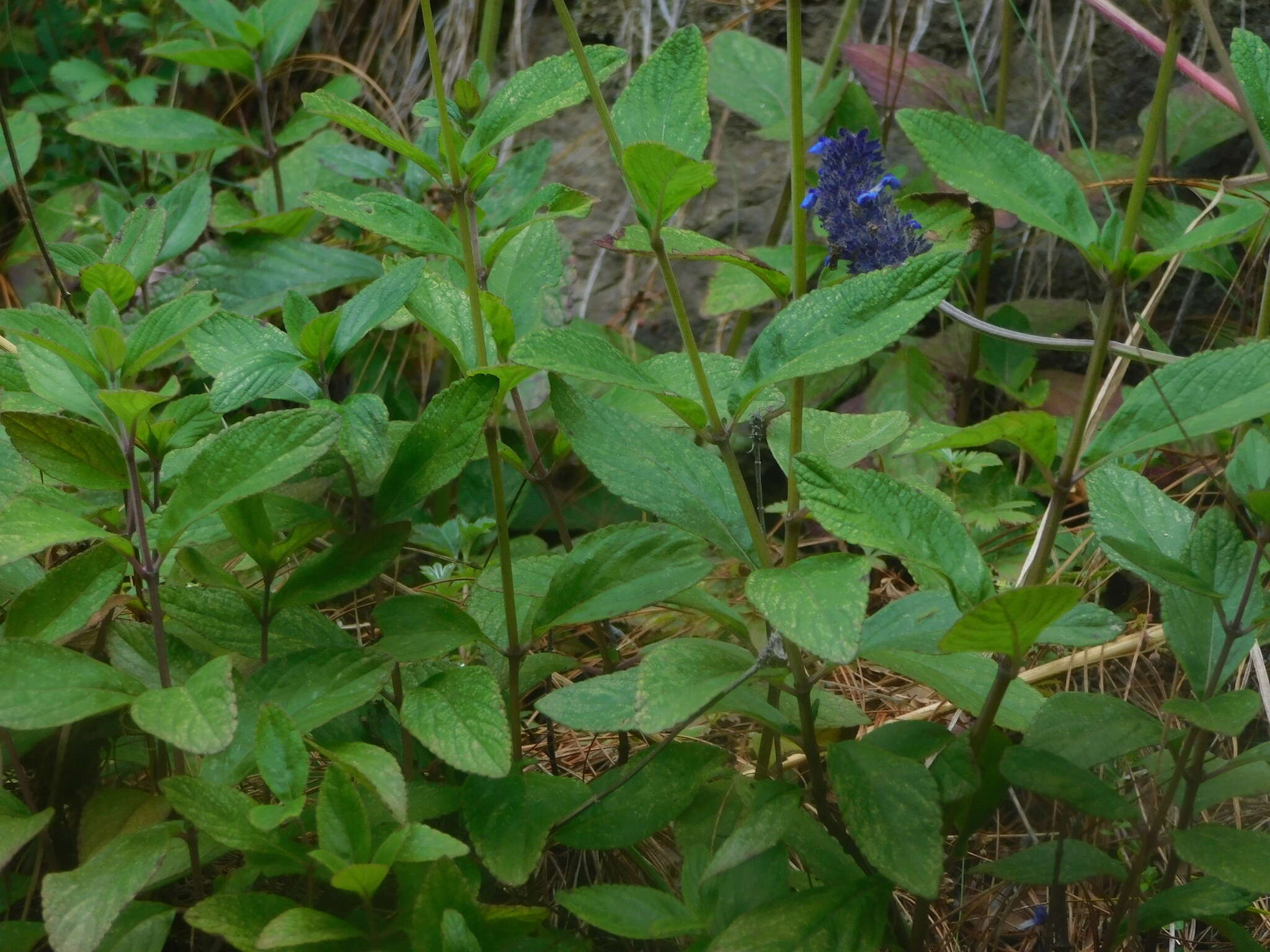 Image de Salvia stachyoides Kunth