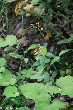 Image of rough hawkweed