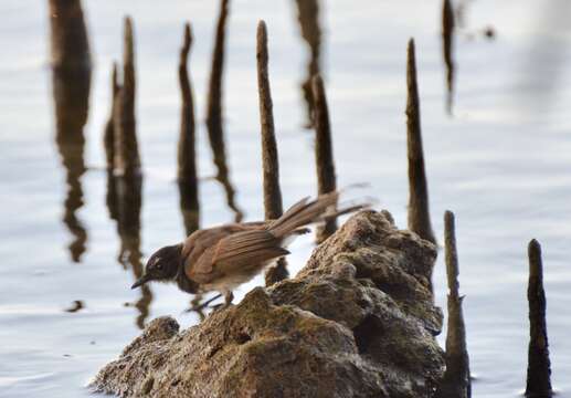 Image of Rhipidura javanica javanica (Sparrman 1788)