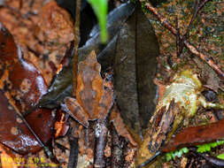 Image de Pseudophilautus cuspis (Manamendra-Arachchi & Pethiyagoda 2005)