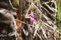 Image of Pennell's lousewort