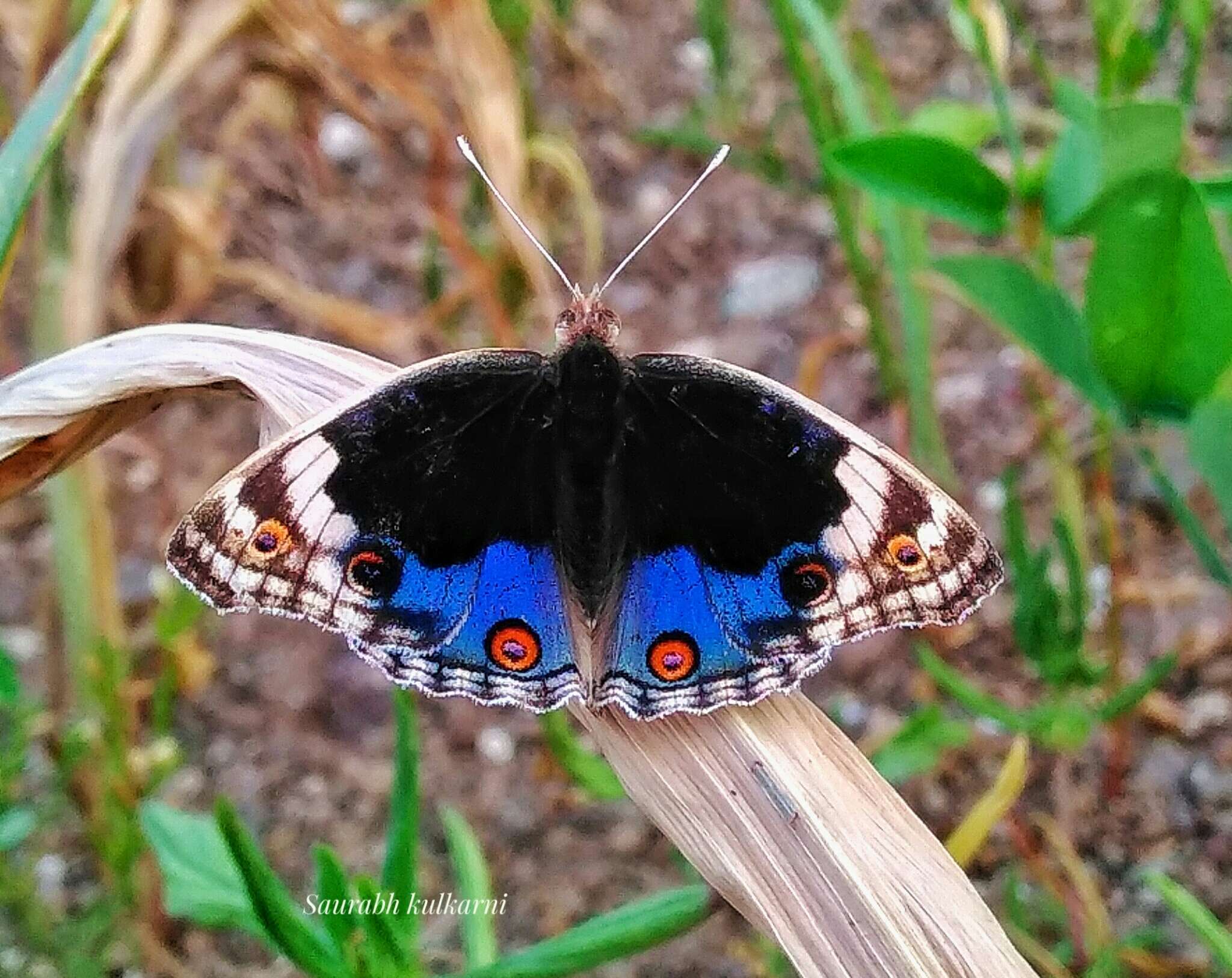 Image de Junonia orithya Linnaeus 1764