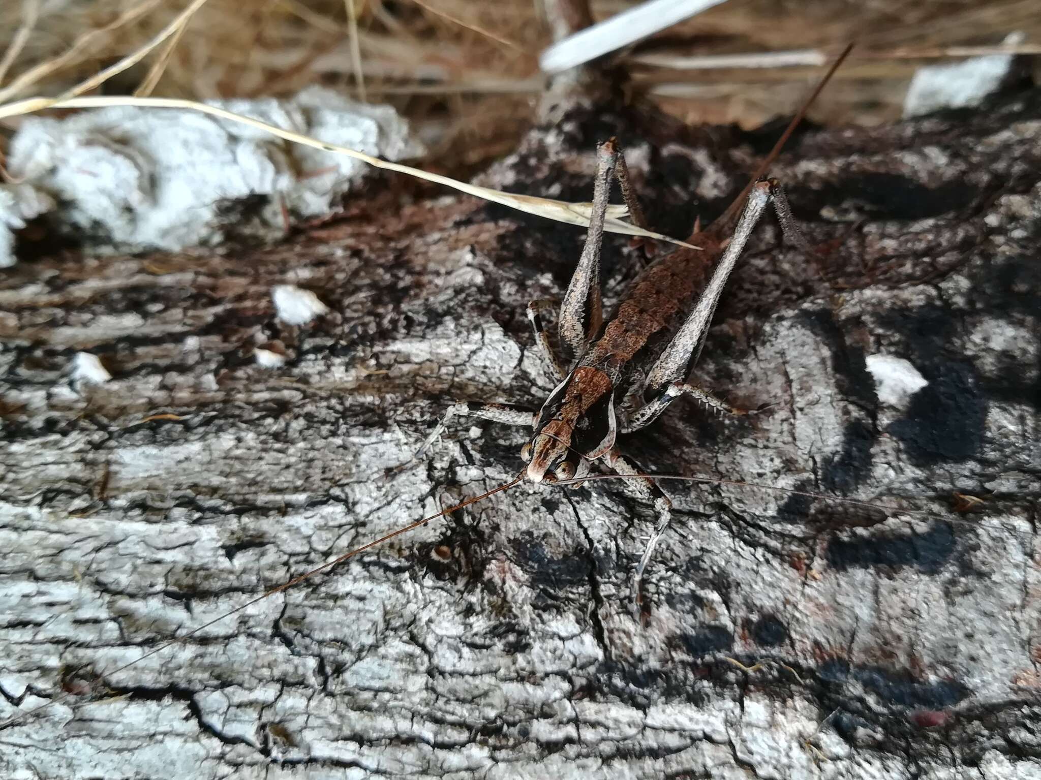 Image of Antaxius (Chopardius) spinibrachius (Fischer 1853)