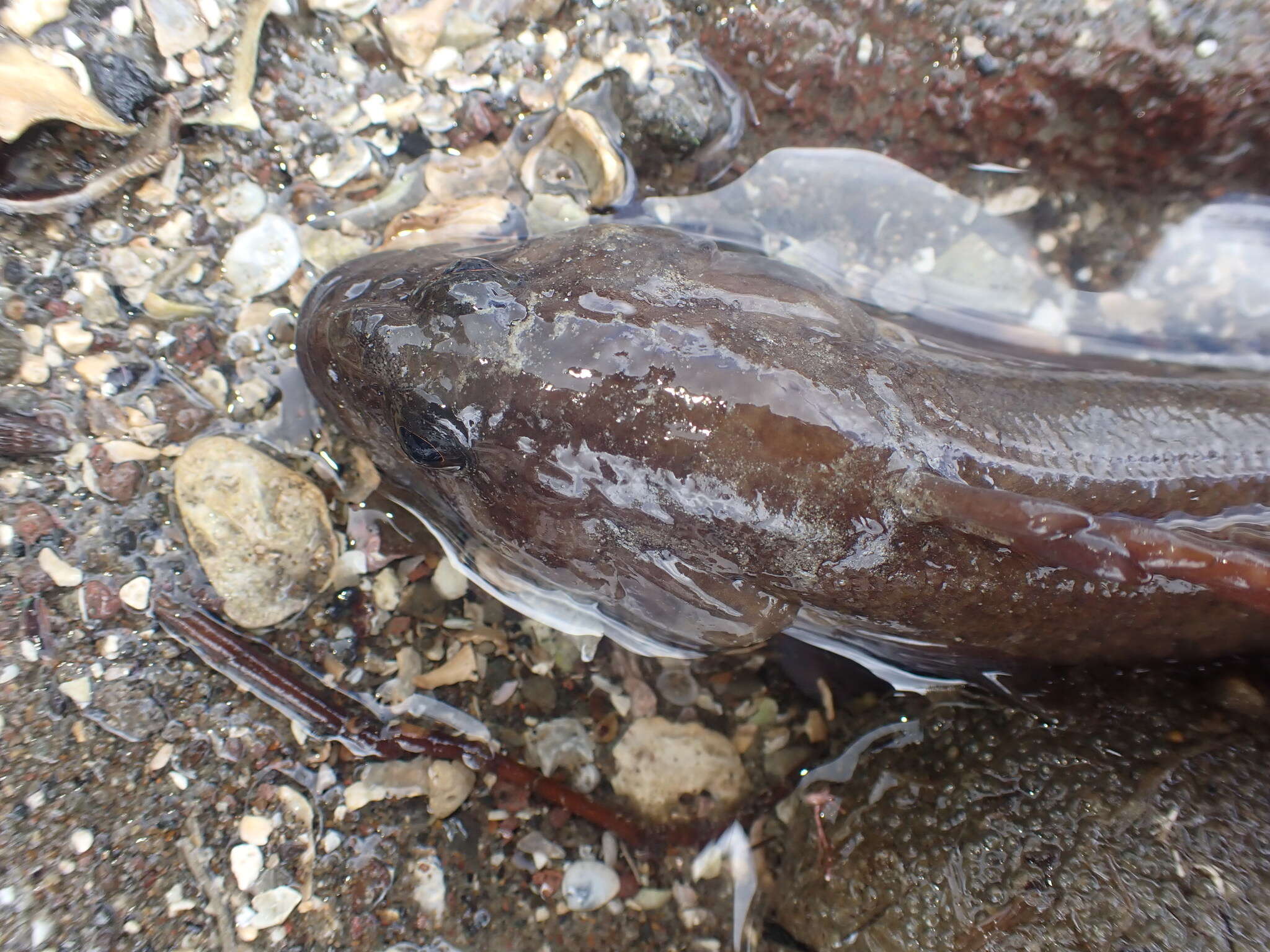 Image of Stout rockfish