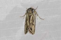 Image of Agrotis daedalus Smith 1890