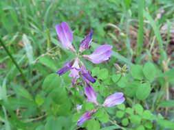 Sivun Astragalus sinicus L. kuva