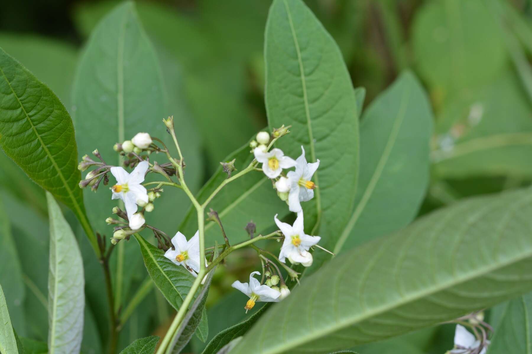 Plancia ëd Solanum aligerum Schltdl.