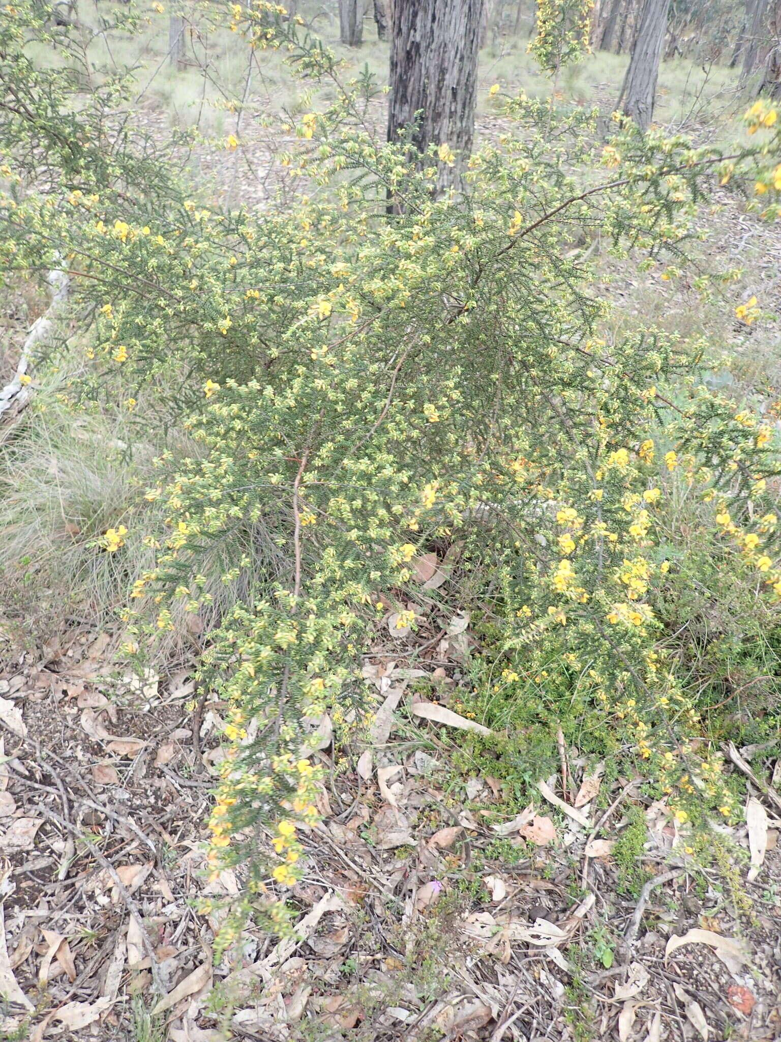 Image of Pultenaea graveolens Tate