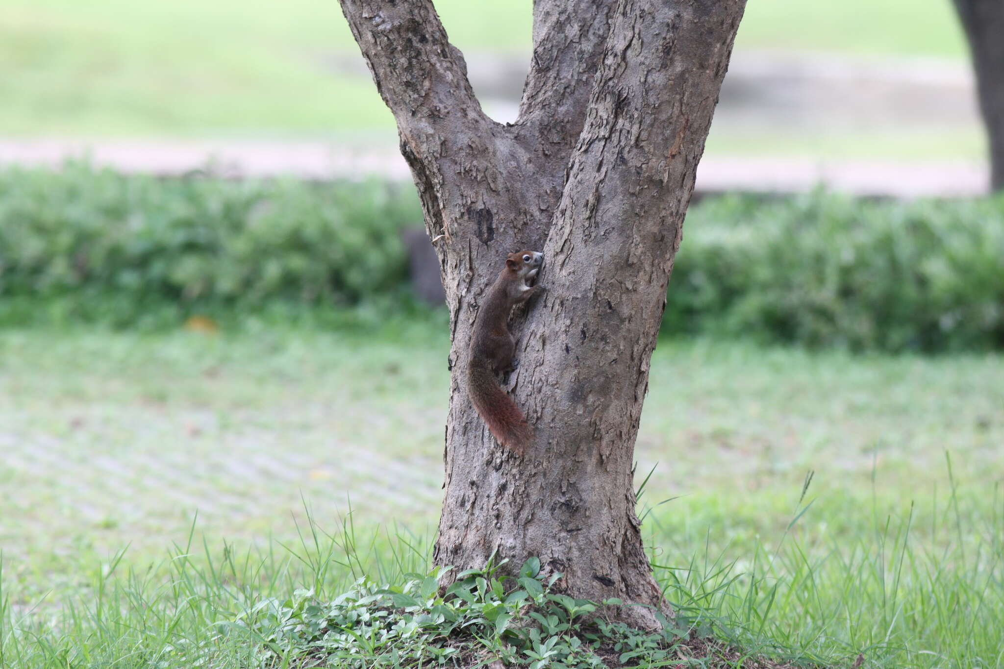 Image of Callosciurus finlaysonii bocourti (Milne-Edwards 1867)