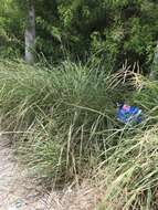 Image of Slender Ditch Crown Grass