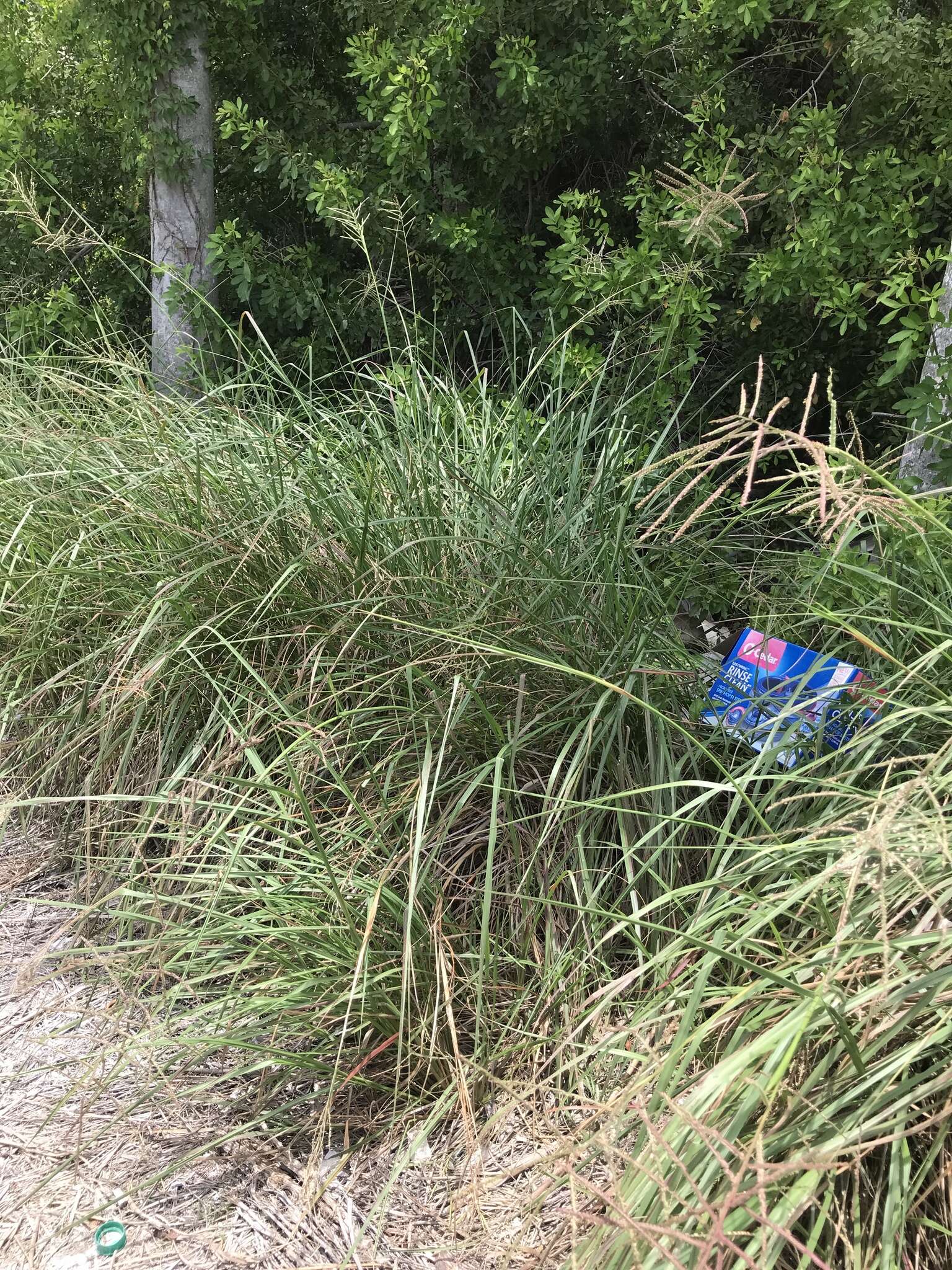 Image of Slender Ditch Crown Grass