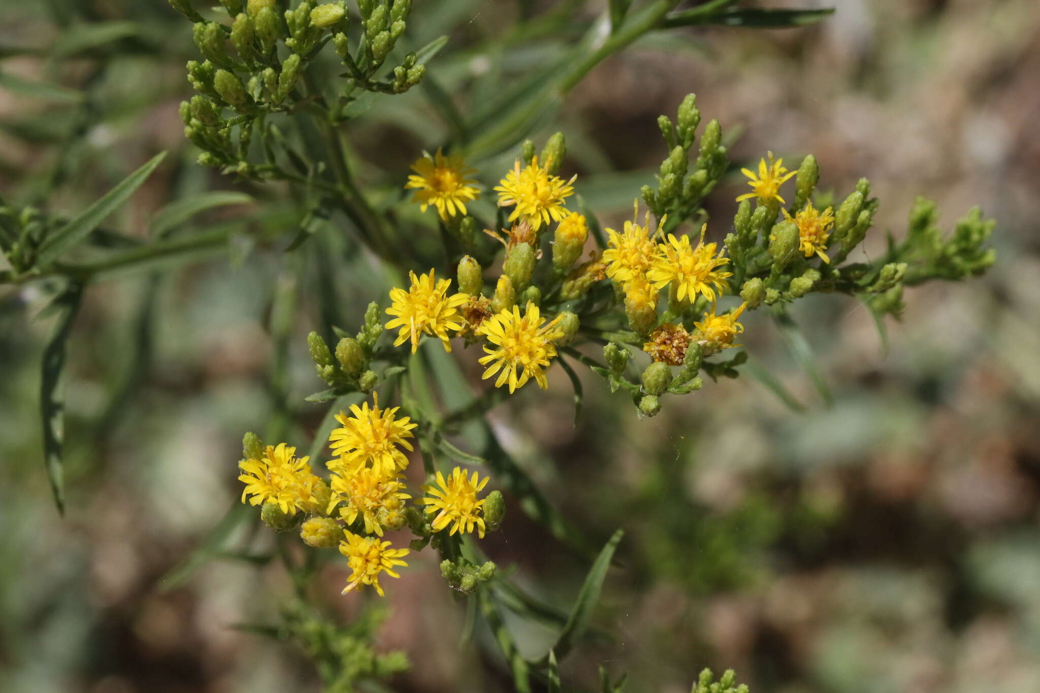 Plancia ëd Euthamia occidentalis Nutt.