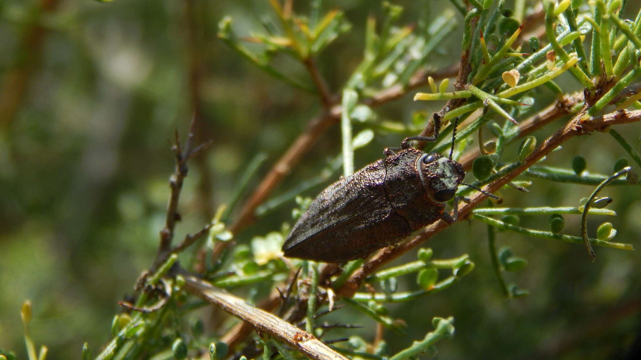 Image of Ectinogonia buquetii (Spinola 1837)