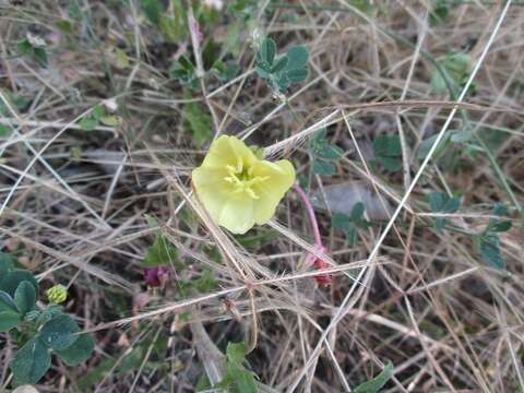 Imagem de Oenothera pubescens Willdenow ex Spreng.