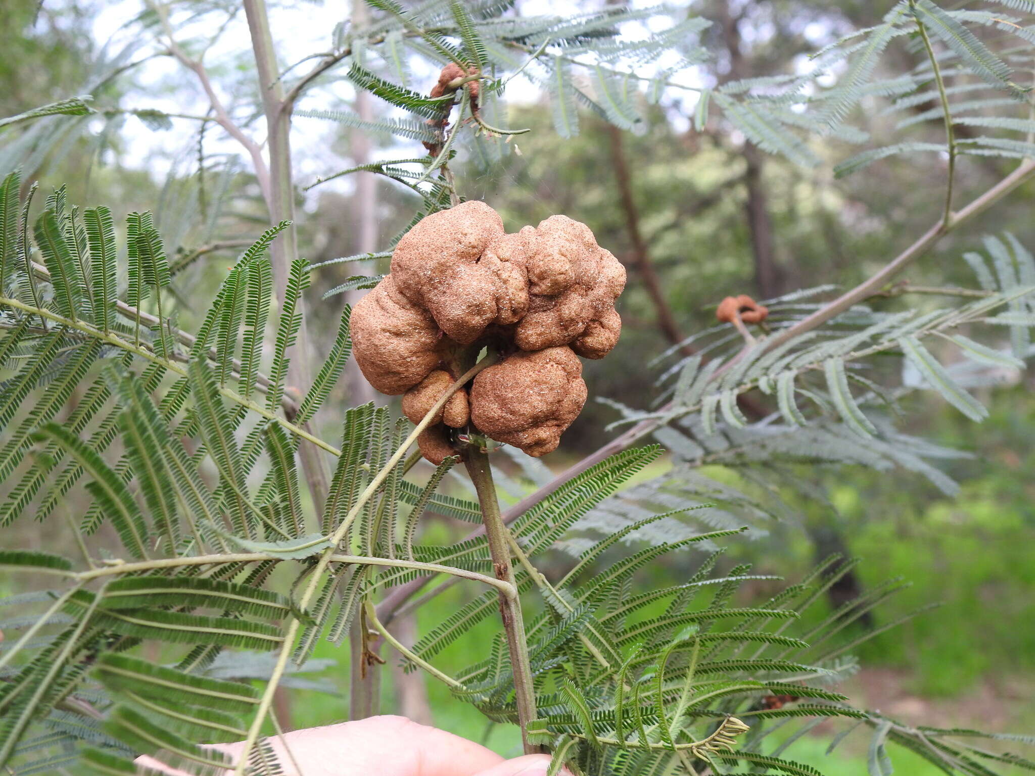 Image of Uromycladium murphyi