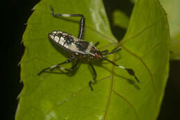 Image de Acanthocerus crucifer Palisot de Beauvois 1818