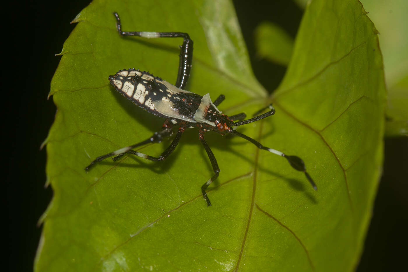 صورة Acanthocerus crucifer Palisot de Beauvois 1818