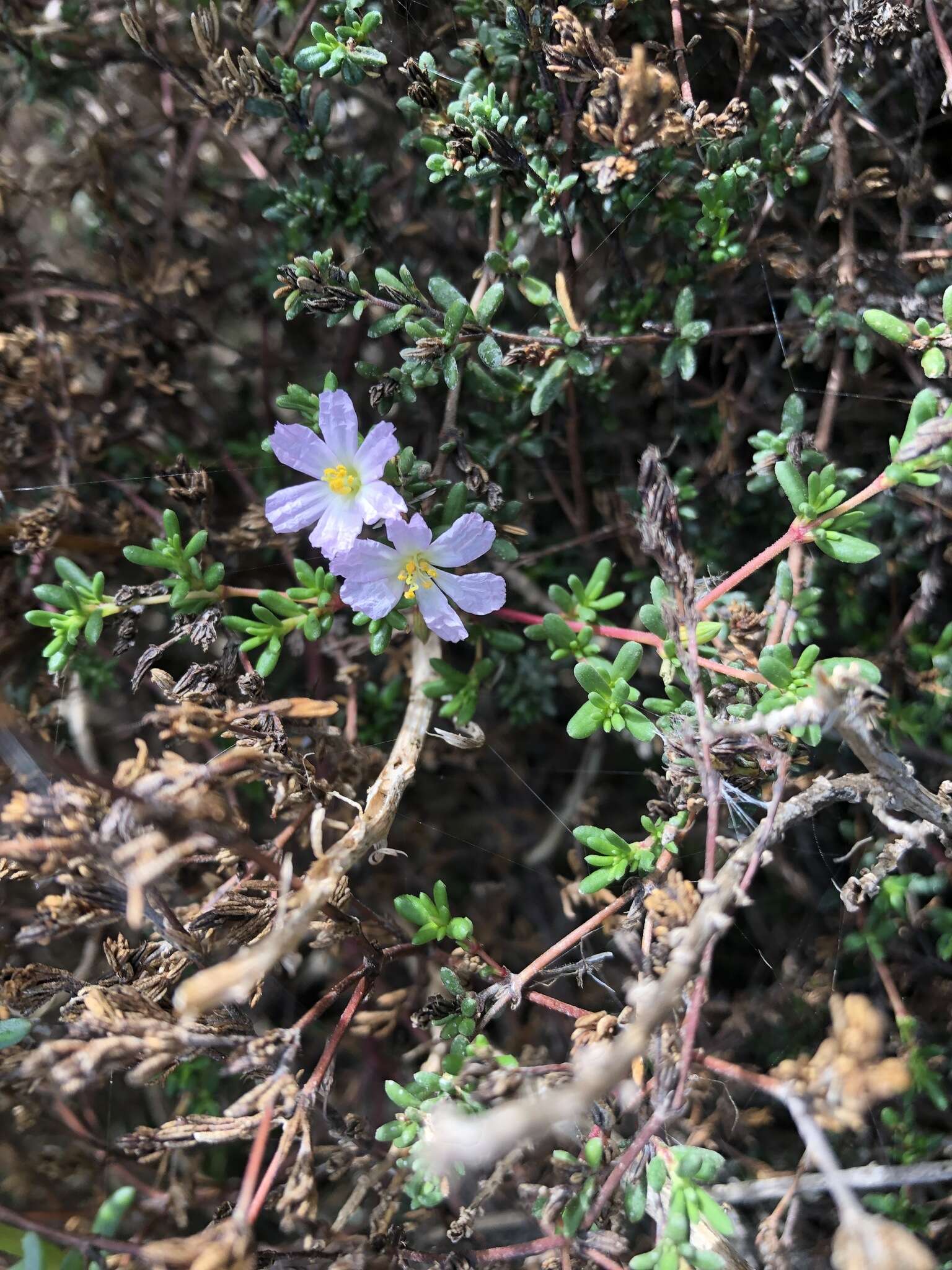 Image of Frankenia pauciflora DC.