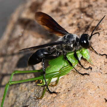 Image of Mud dauber