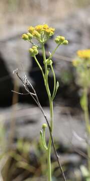 Image of Cleveland's Groundsel