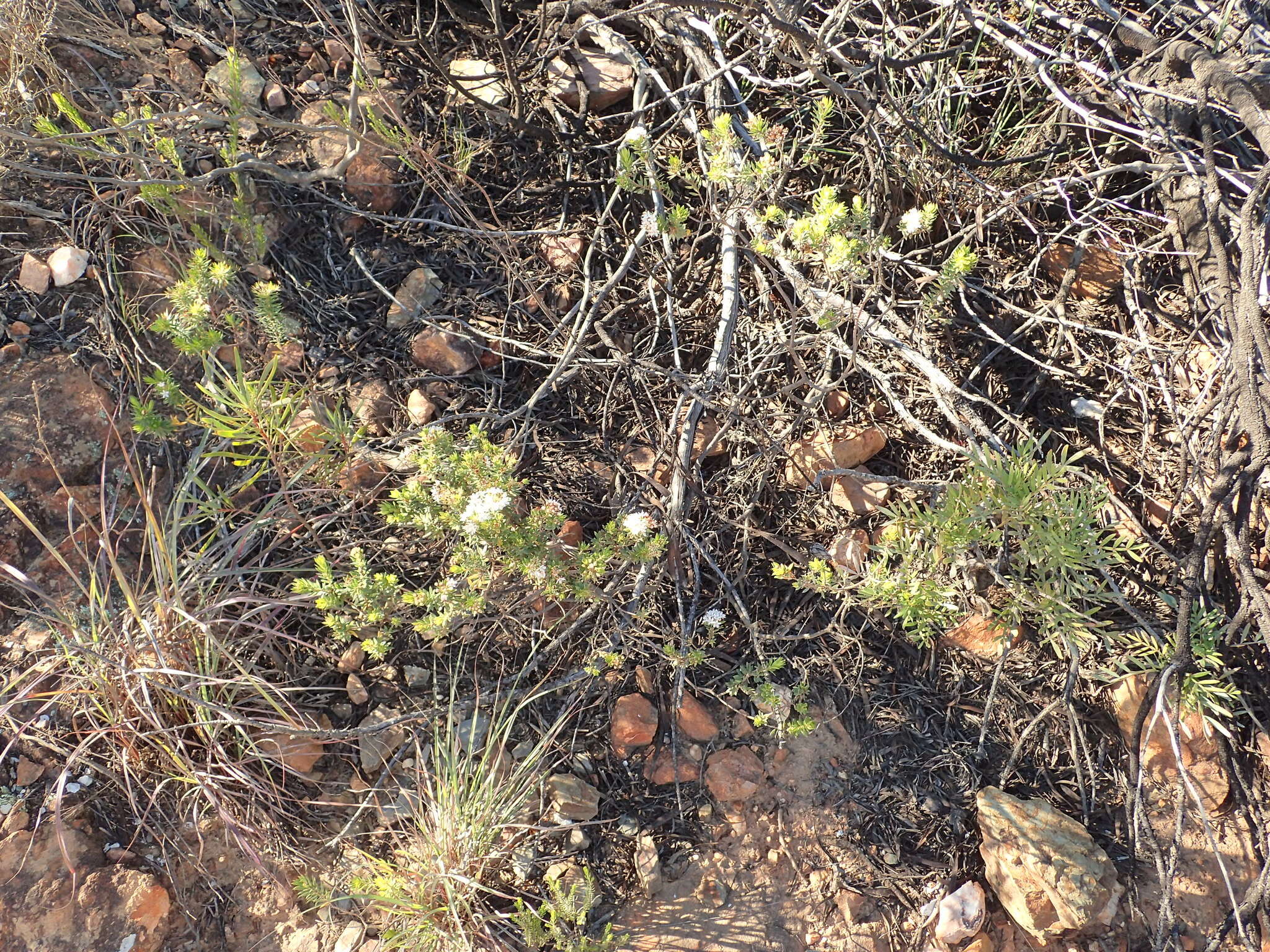 Image of Agathosma puberula (Steud.) Fourc.