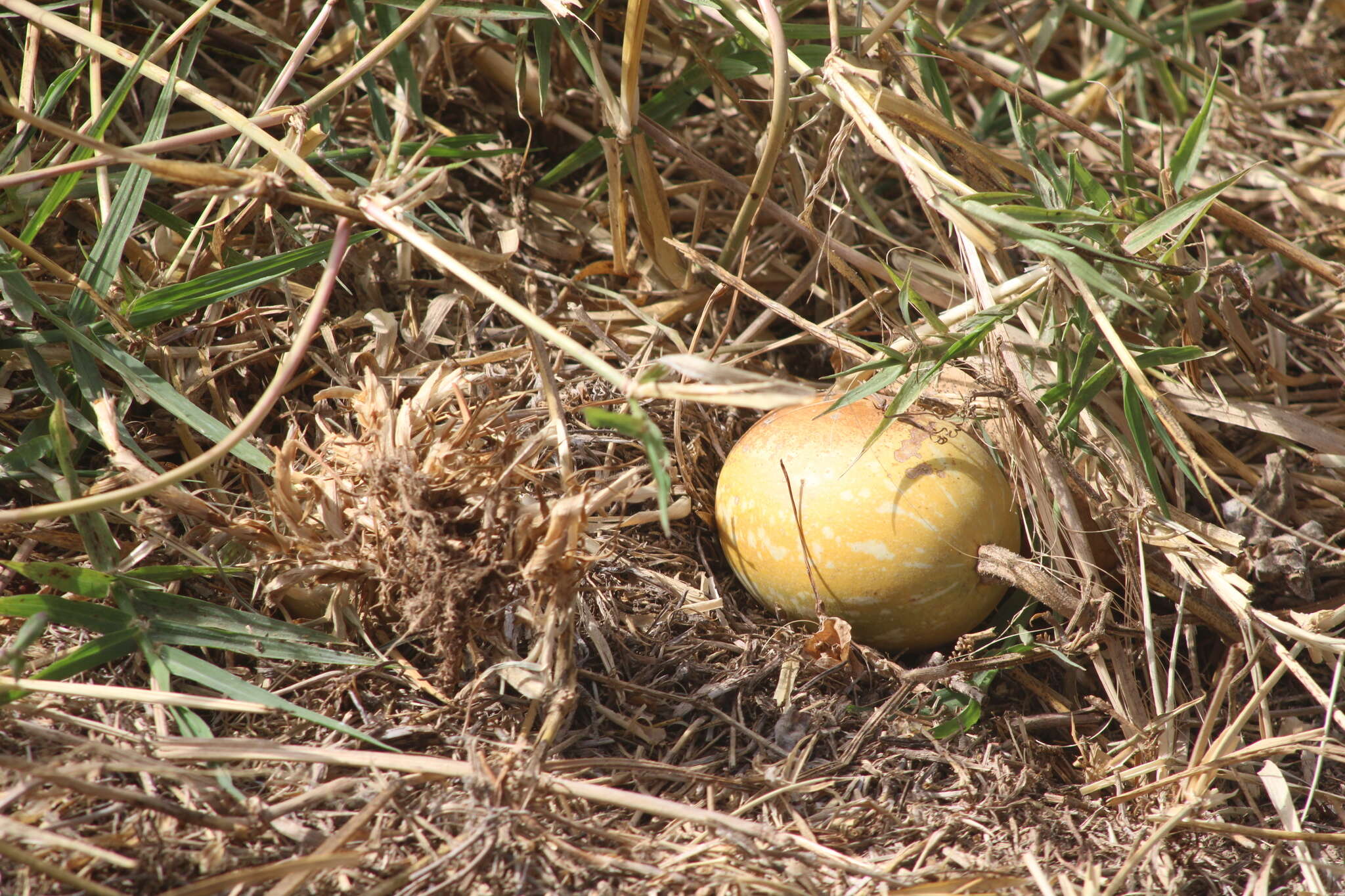 Image of pumpkin