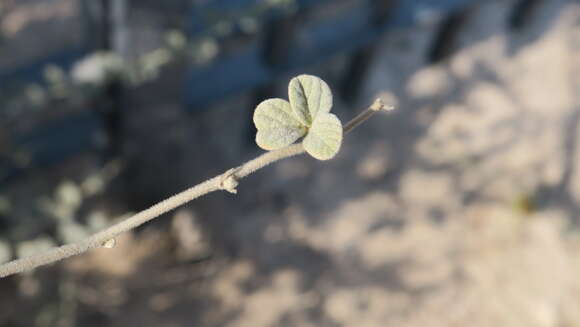 Слика од Rhynchosia schimperi Boiss.