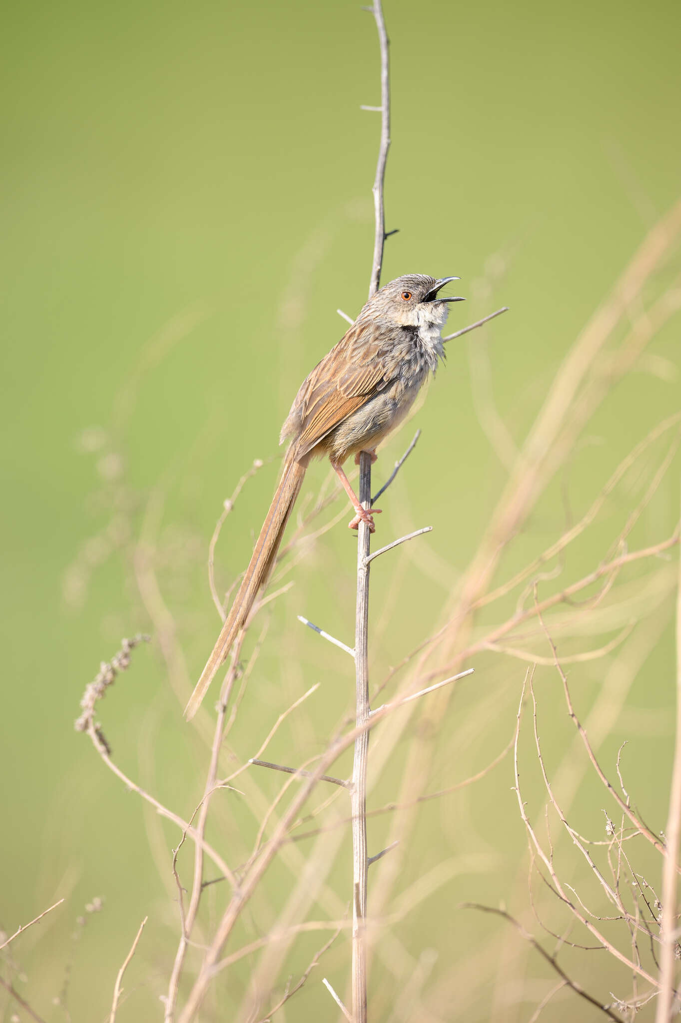 Image of Himalayan Prinia