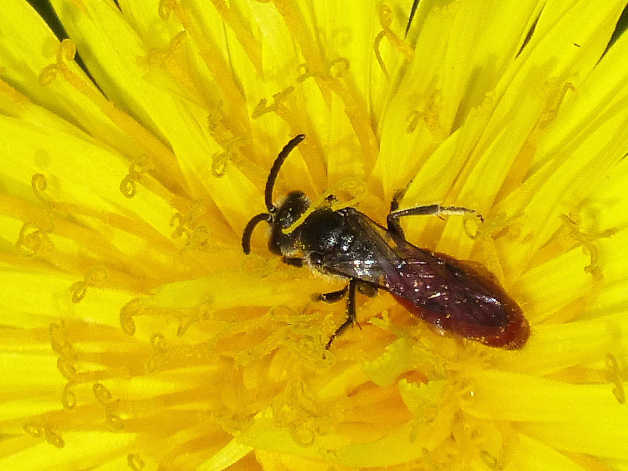 Image of Sphecodes ranunculi Robertson 1897